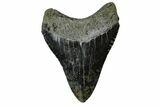 Fossil Megalodon Tooth - Polished Blade #164989-1